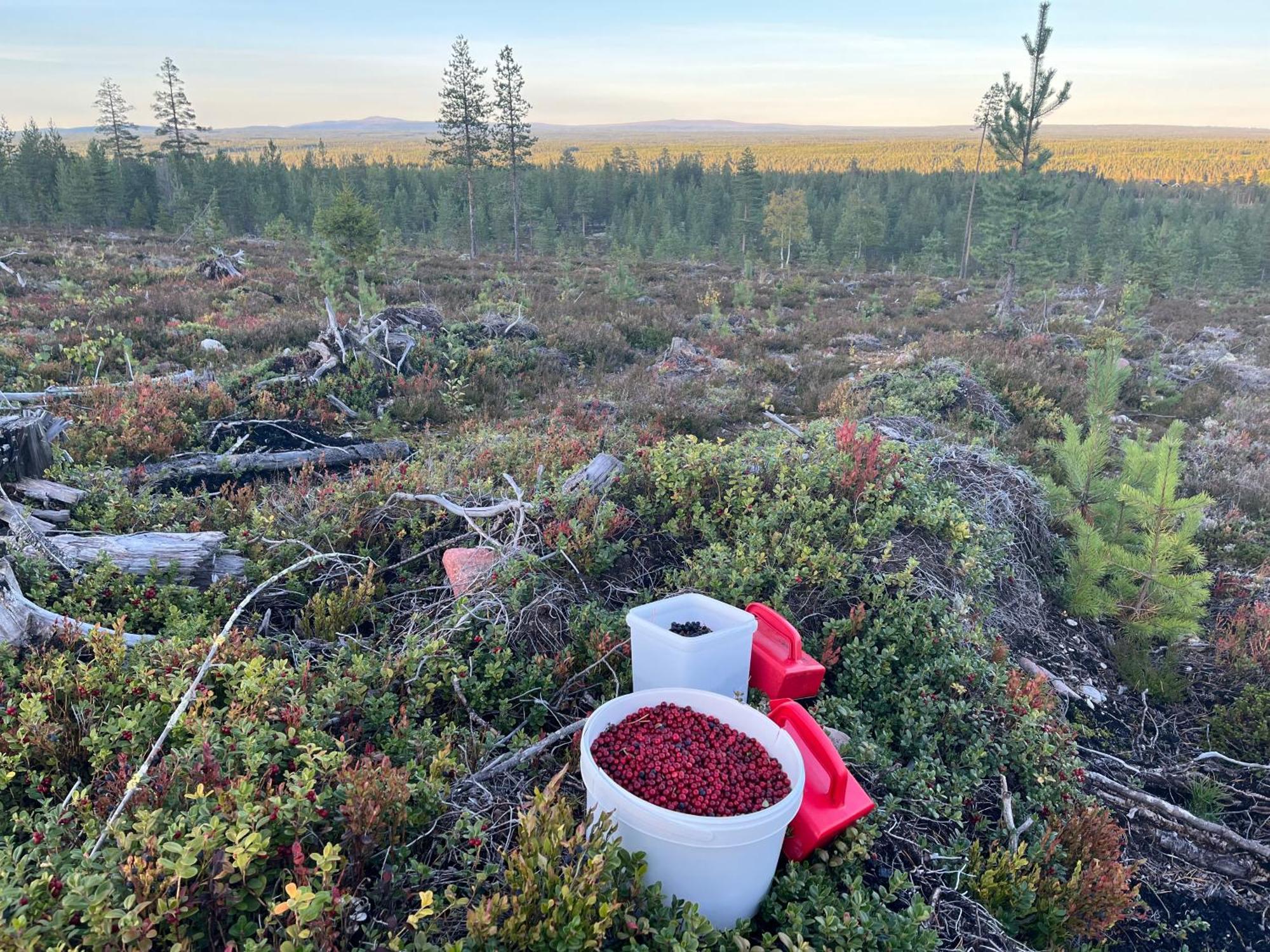 Knappgarden Särna Dış mekan fotoğraf