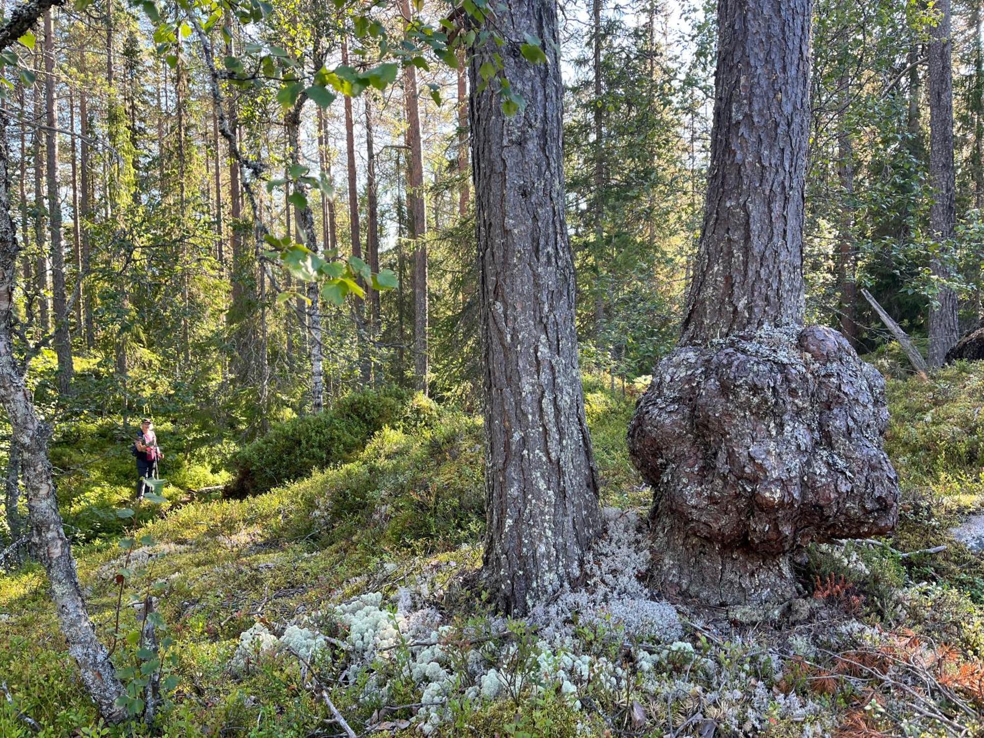 Knappgarden Särna Dış mekan fotoğraf