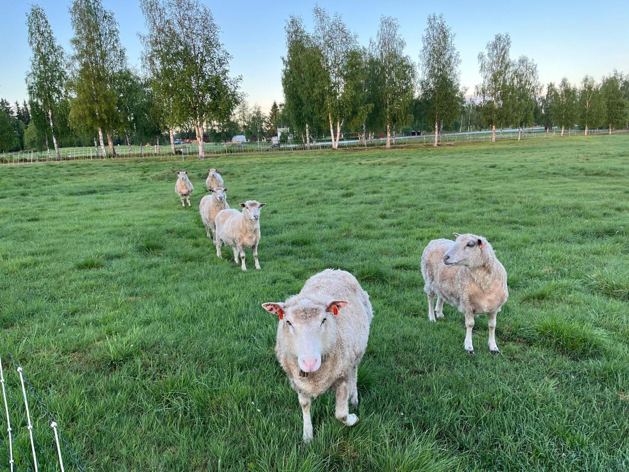 Knappgarden Särna Dış mekan fotoğraf
