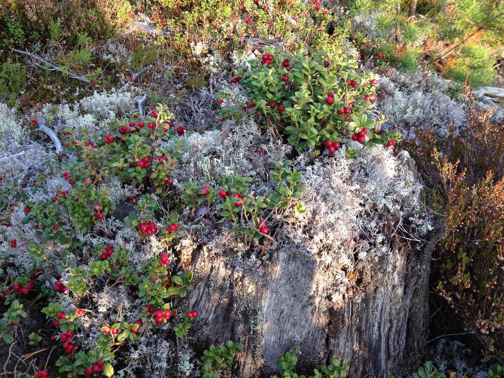 Knappgarden Särna Dış mekan fotoğraf